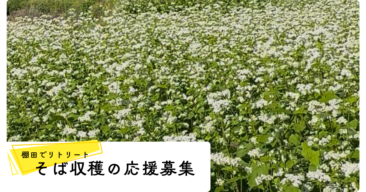 そば収穫の応援募集