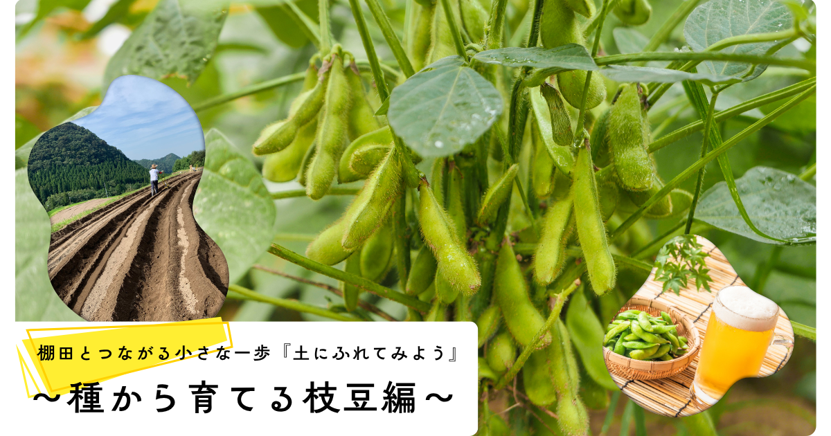 ～種から育てる枝豆編～