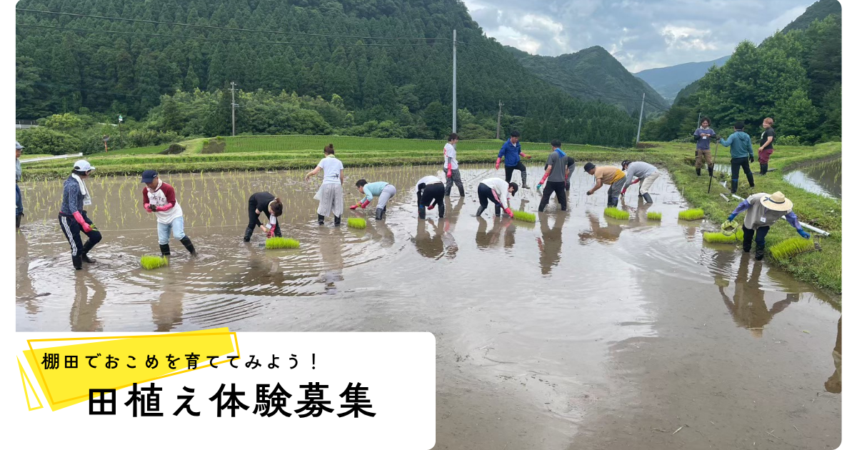田植え体験募集
