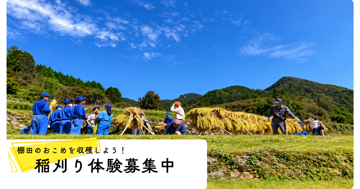 稲刈り体験募集